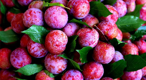 Sanhua Plum