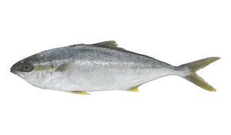  Yellow Tail