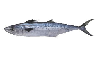  Spanish Mackerel