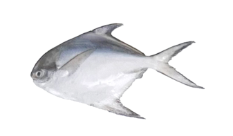  Silver Pomfret