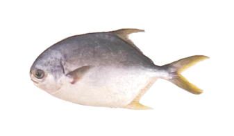 Golden Pompano