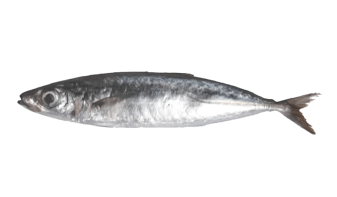  Round Scad