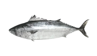  Striped Bonito