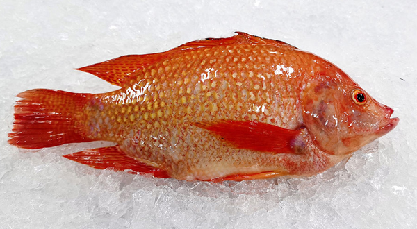  Red Tilapia