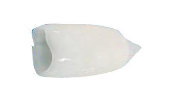  Squid Tube