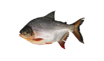  Red Pacu