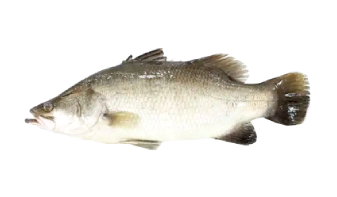  Sea Bass Fish