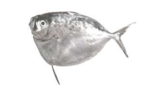  Moonfish
