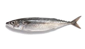  Pacific Mackerel