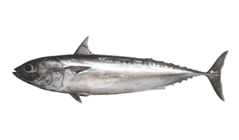  Bonito