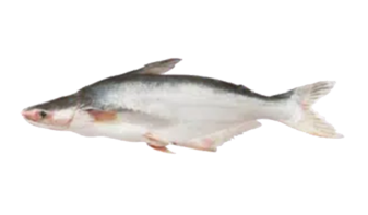  Pangasius