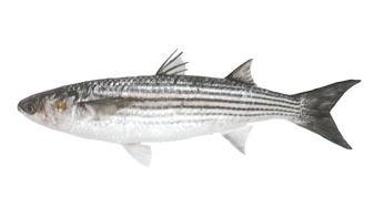  Grey Mullet