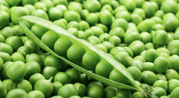 Pea seeds