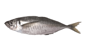  Horse Mackerel