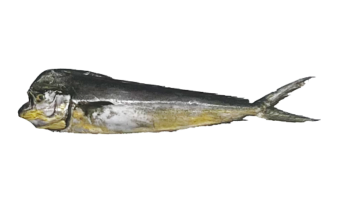 Mahi Mahi