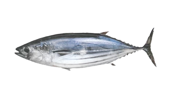  Skipjack Tuna